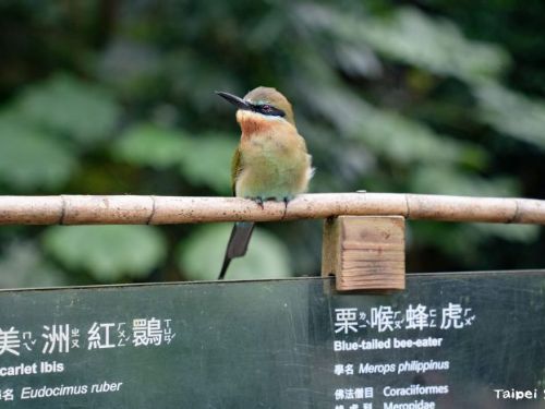 臺北市立動物園穿山甲館，與動物共享一段不打擾的感動時光